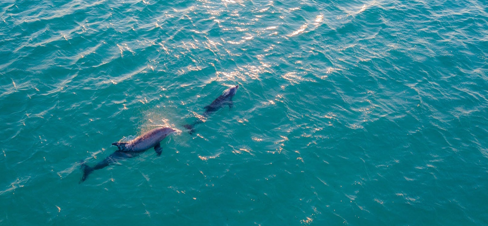 activite nage avec les dauphins a saint-raphael