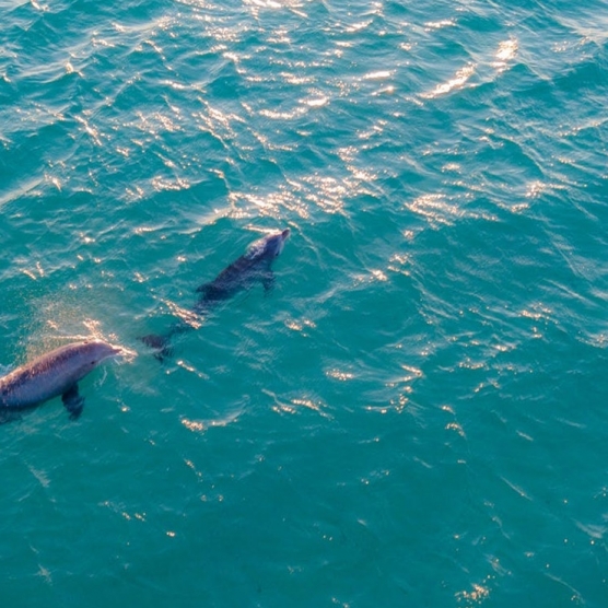activite nage avec les dauphins a saint-raphael