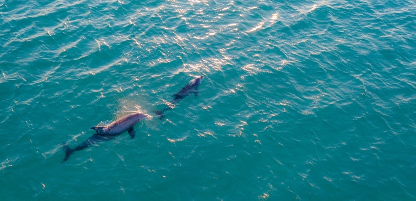 activite nage avec les dauphins a saint-raphael