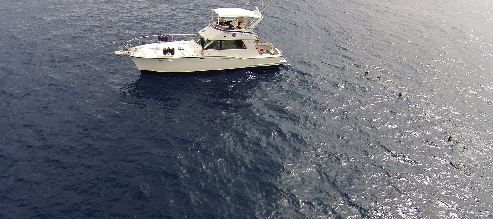 Bâteau nage dauphin