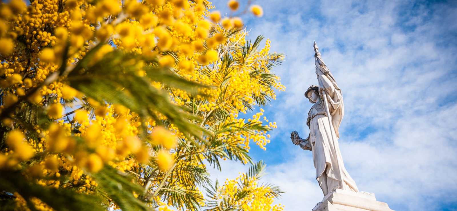 La splendeur jaune d'or de la route du Mimosa sur la Côte d'Azur