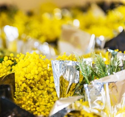 La splendeur jaune d'or de la route du Mimosa sur la Côte d'Azur