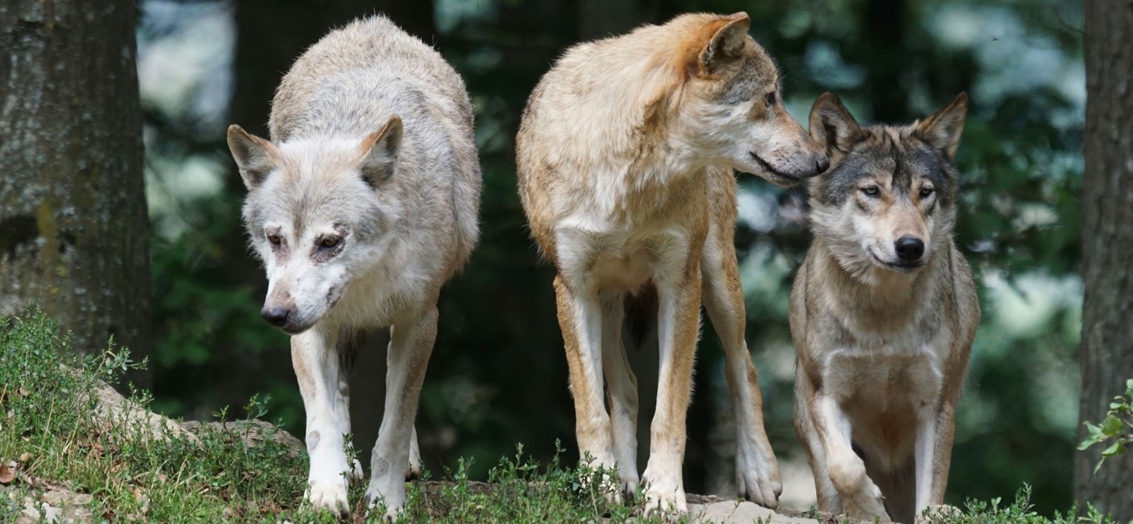 loups Parc Alpha