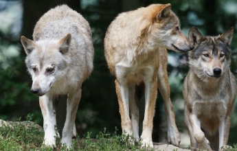 loups Parc Alpha