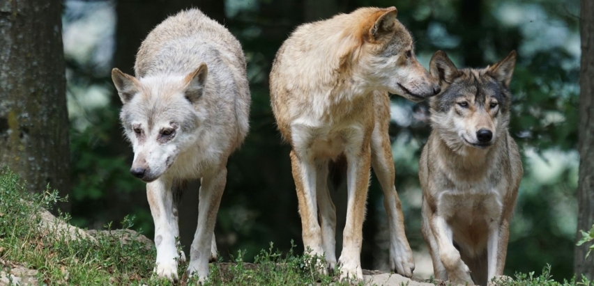 loups Parc Alpha