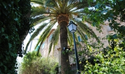 Seillans palmier