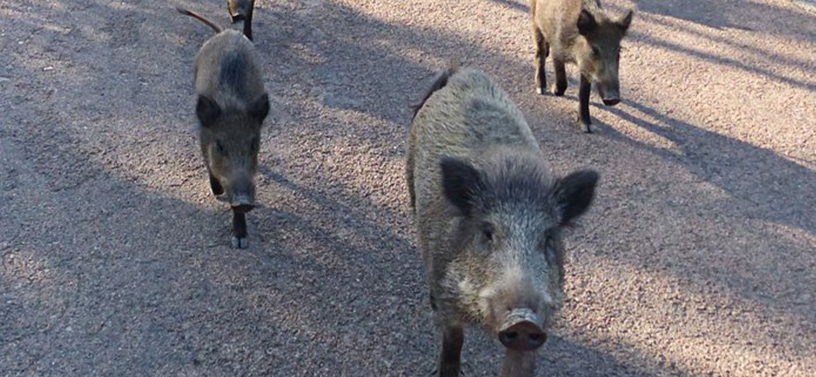 Reconnaitre les animaux sauvages