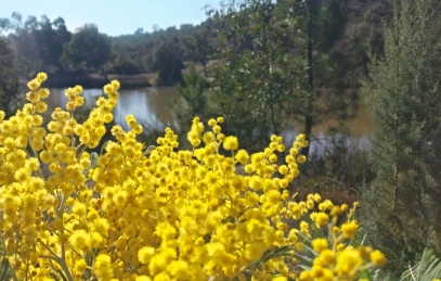 blog mimosa - lac peguieres