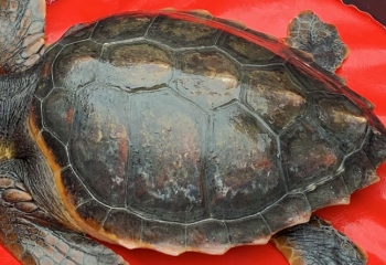 esterel tortue caouanne