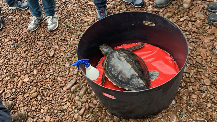 esterel tortue caouanne