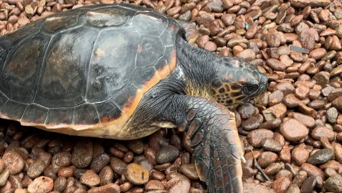 esterel tortue caouanne