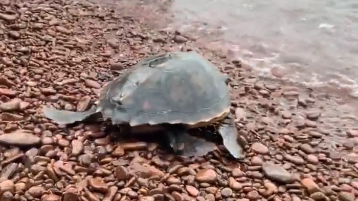 esterel tortue caouanne