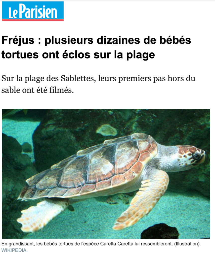 Fréjus : plusieurs dizaines de bébés tortues ont éclos sur la plage