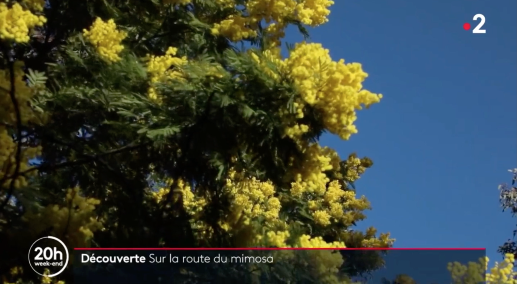France2-sur-la-route-du-mimosa