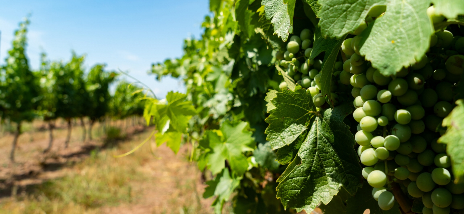 vigne clos des roses