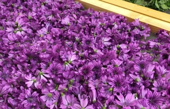 fleurs du jardin cardabelle