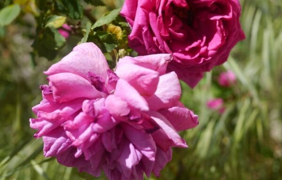Fleur rose