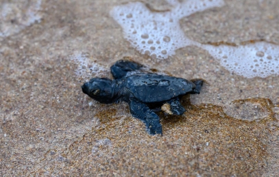 Tortue Caouanne au bord de l'eau