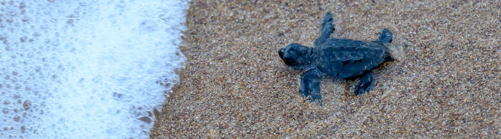 Tortue Caouanne au bord de l'eau