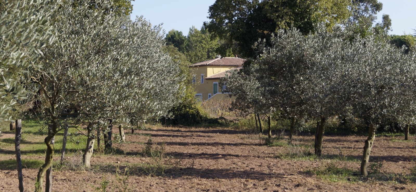 Domaine Oléicole Diouloufet