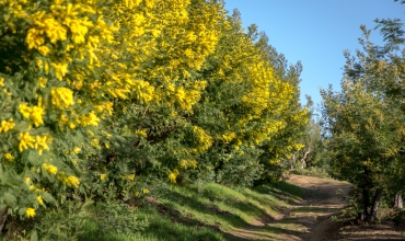 Chemin dans Massif de Tanneron