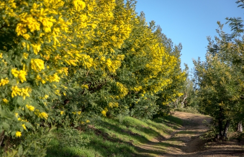 Chemin dans Massif de Tanneron