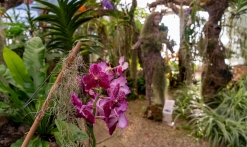 Jardin d'orchidées