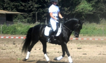 Cheval