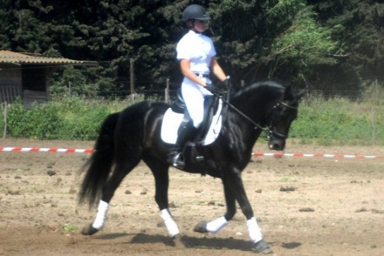 Cheval