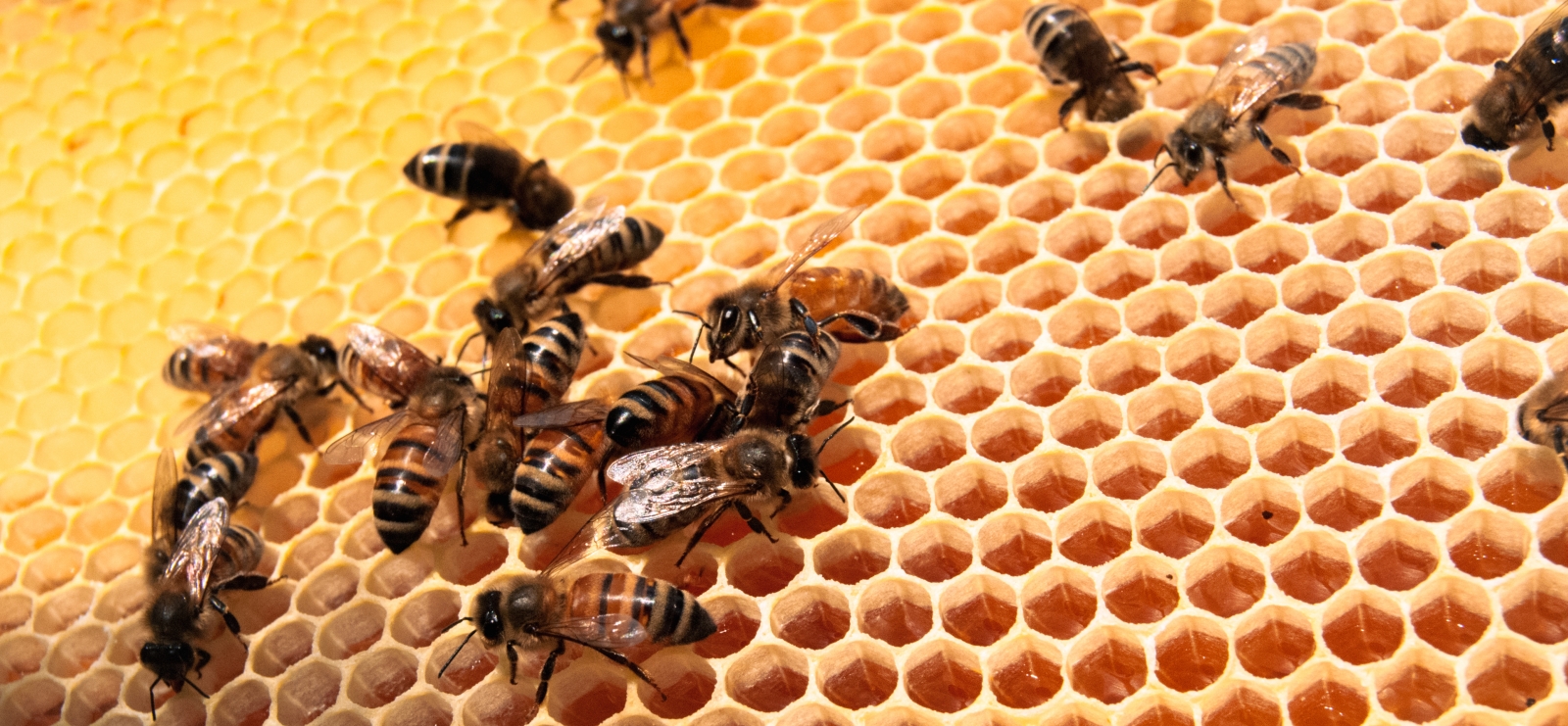 Atelier à la découverte du monde des abeilles