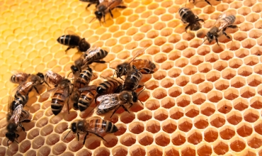 Atelier à la découverte du monde des abeilles