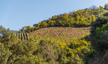 Le Mimosa et le massif du Tanneron- balade guidée par Majorie