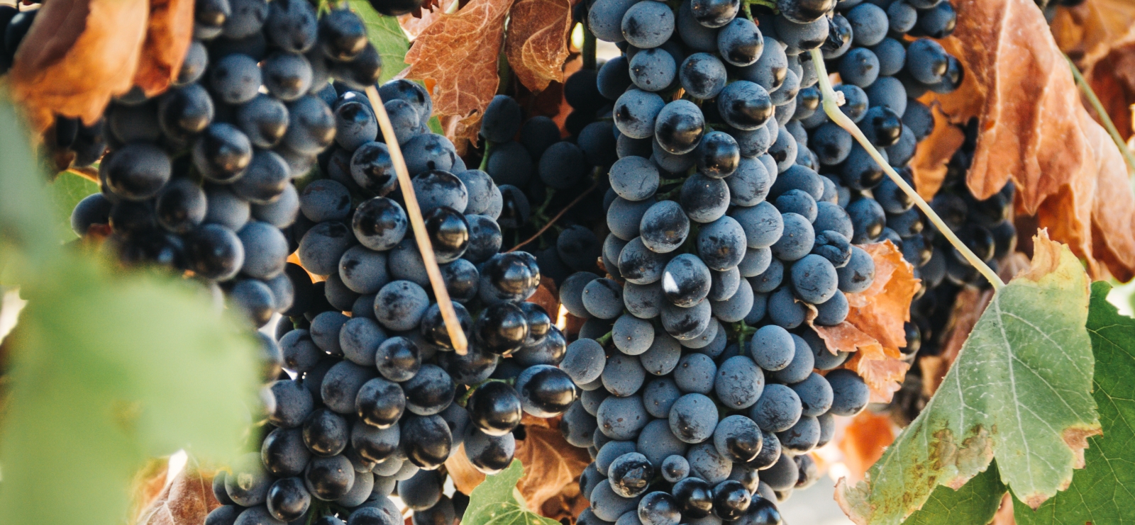 Fête des vignerons