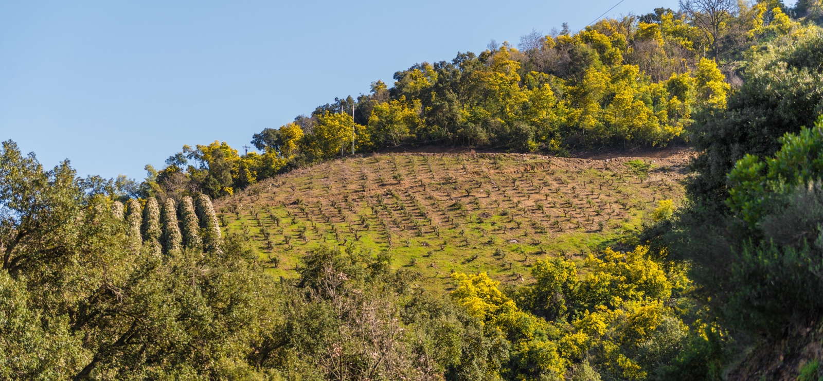 Balades guidées: Tanneron, le mimosa et les plantes à parfum du Massif.