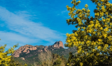 La Route du Mimosa