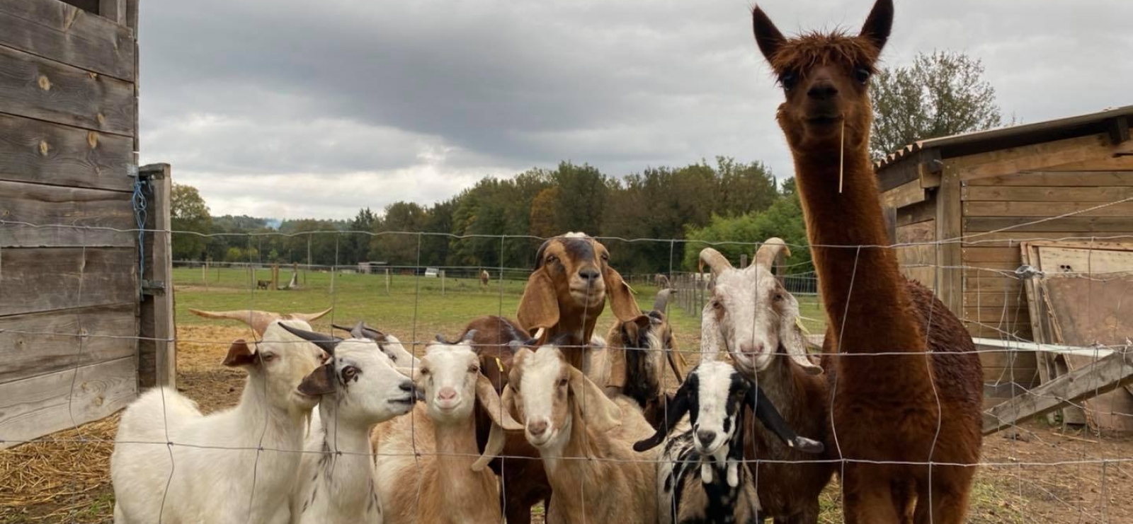 La Petite Ferme d'Idéfix