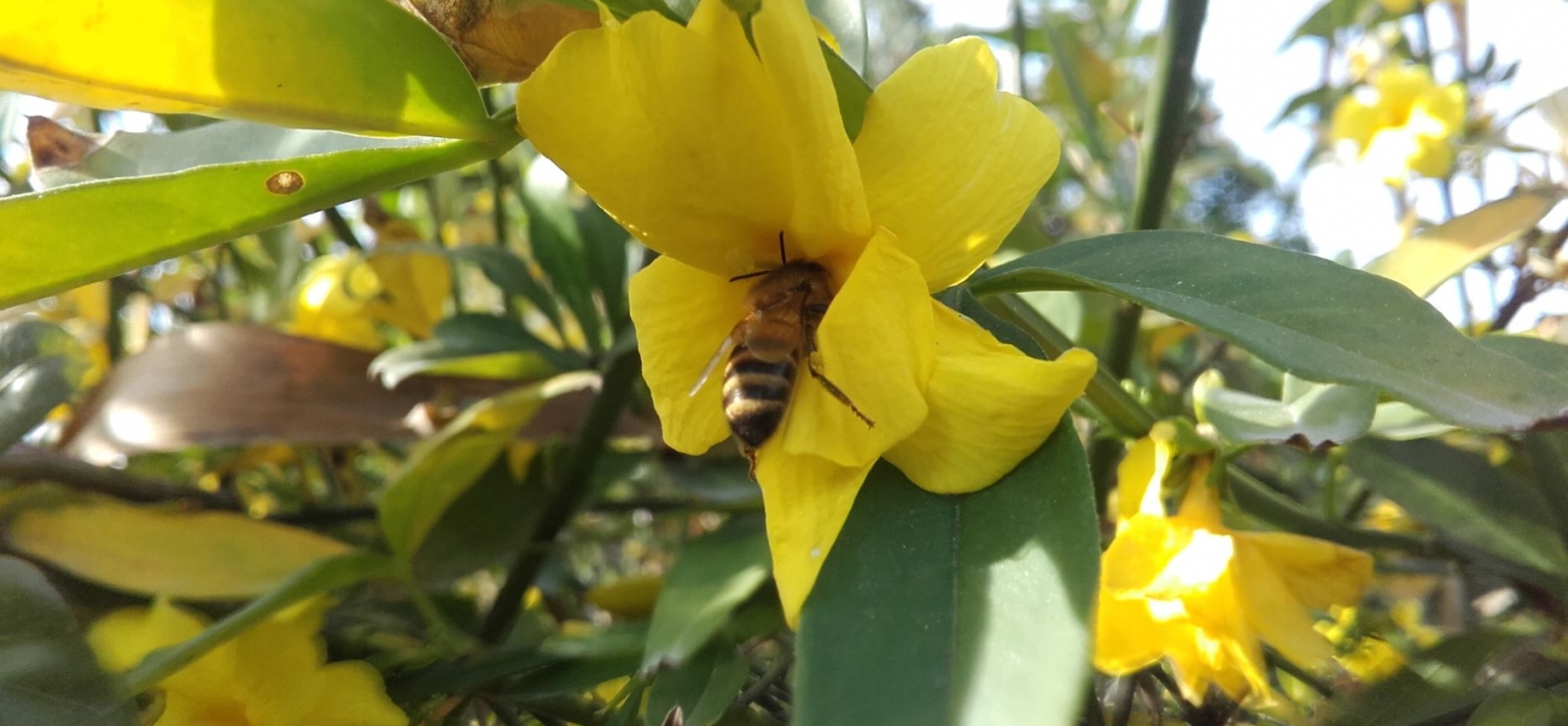 Nos amies les abeilles