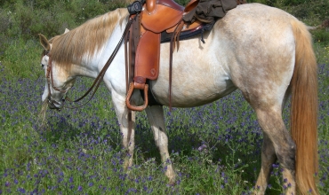 selle western
