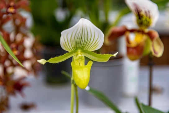 Orchidées