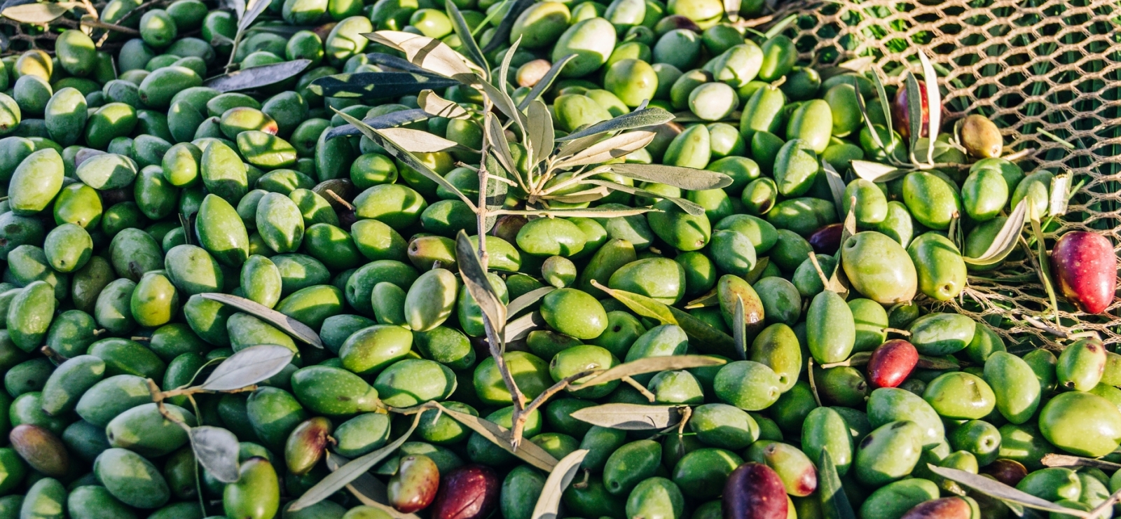 Récolte - Domaine de l'olivette