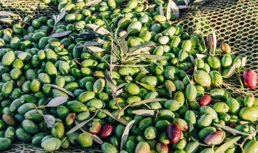 Récolte - Domaine de l'olivette
