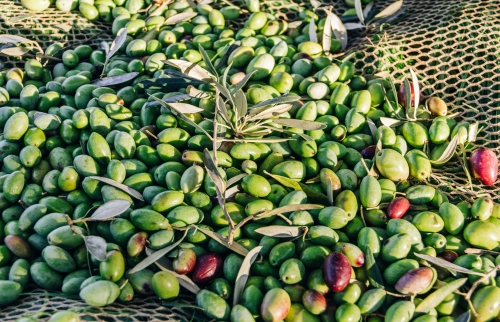 Récolte - Domaine de l'olivette