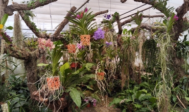 orchidées vacherot