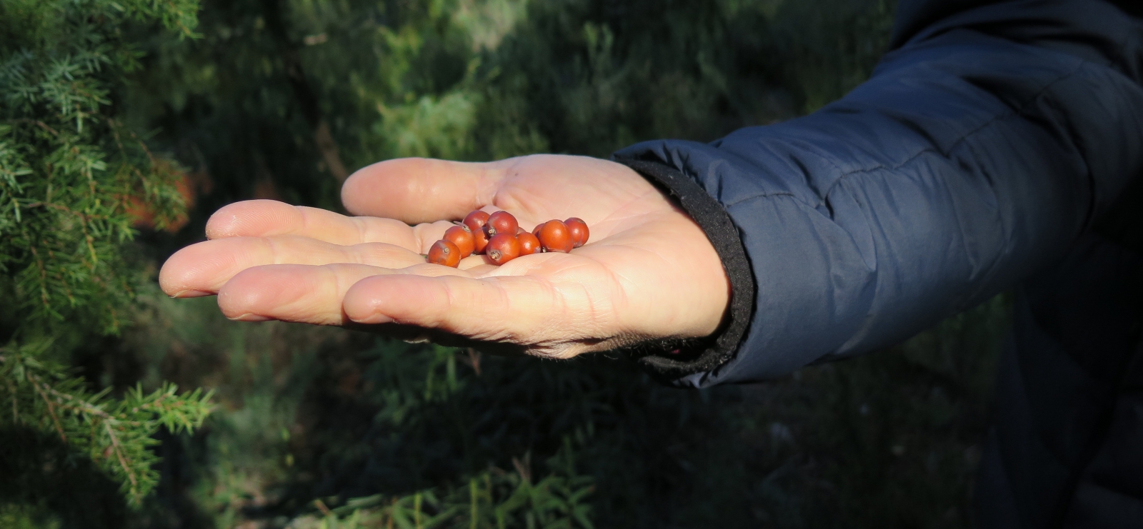 Les saveurs sauvages du maquis