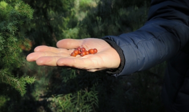 Les saveurs sauvages du maquis