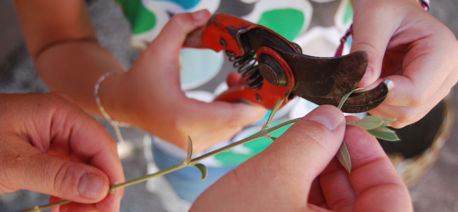 Atelier bouturage d'olivier