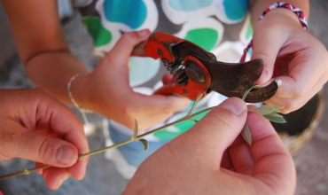 Atelier bouturage d'olivier
