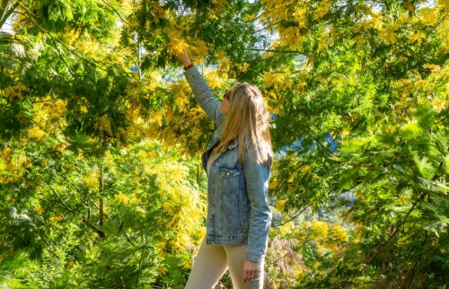 Le doux parfum du Mimosa