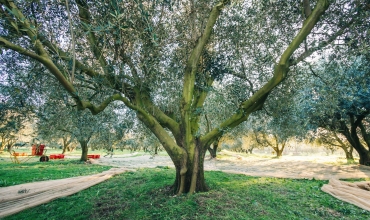 Récolte - Domaine de l'olivette