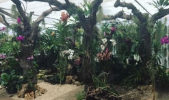 Le monde magique des orchidées